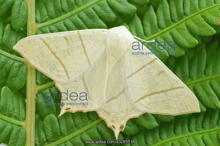 : 80199319 Swallow-tailed Moth - resting on Fern frond : 80199319 Swallow-tailed Moth - resting on Fern frond