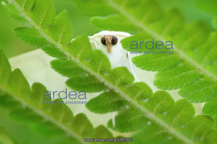  : 80199320 Swallow-tailed Moth - resting on Fern frond