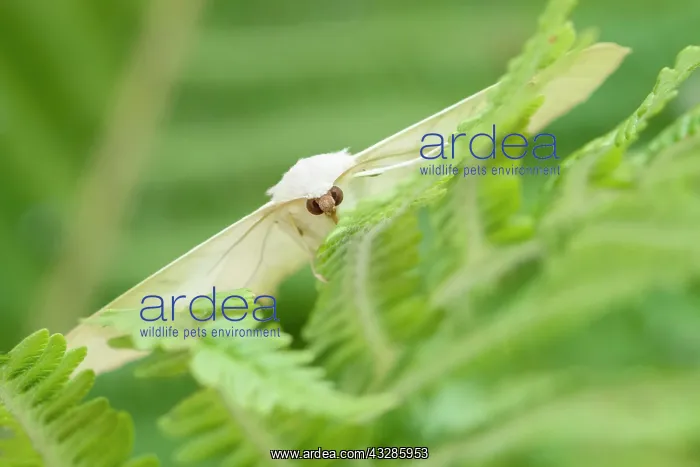 : 80199321 Swallow-tailed Moth - resting on Fern frond : 80199321 Swallow-tailed Moth - resting on Fern frond
