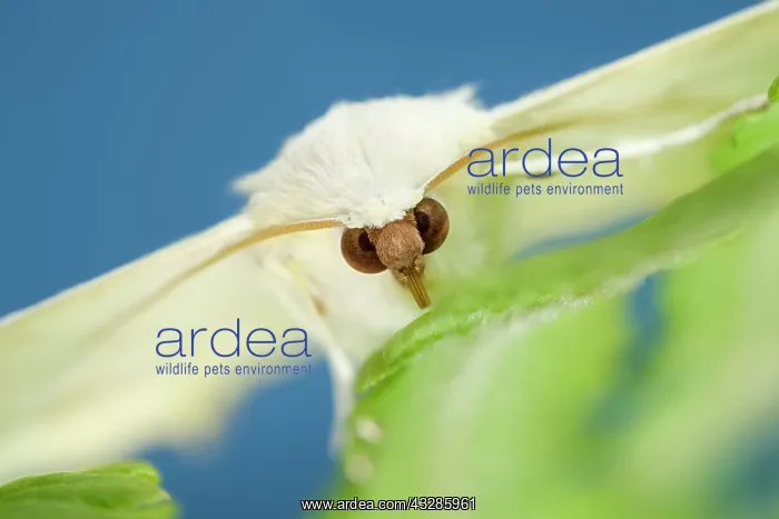 : 80199322 Swallow-tailed Moth - resting on Fern frond : 80199322 Swallow-tailed Moth - resting on Fern frond