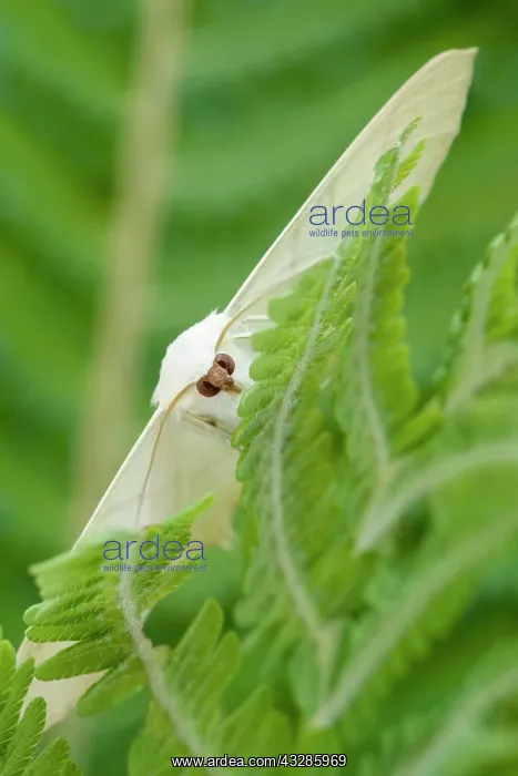: 80199323 Swallow-tailed Moth - resting on Fern frond : 80199323 Swallow-tailed Moth - resting on Fern frond