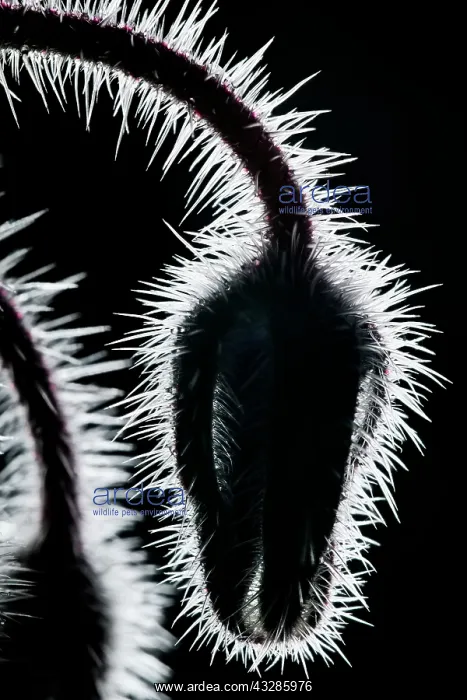  : 80199324 Borage Bud - silhouette Norfolk, UK Borago