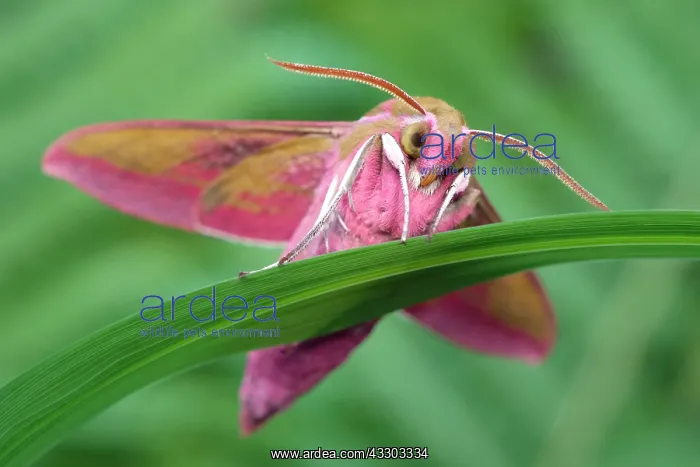 : 80199325 Elephant Hawk Moth Norfolk, UK Deilephila : 80199325 Elephant Hawk Moth Norfolk, UK Deilephila