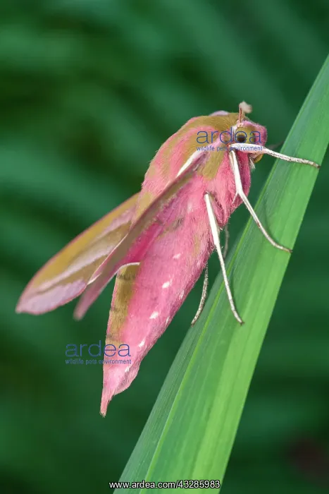  : 80199326 Elephant Hawk Moth Norfolk, UK Deilephila