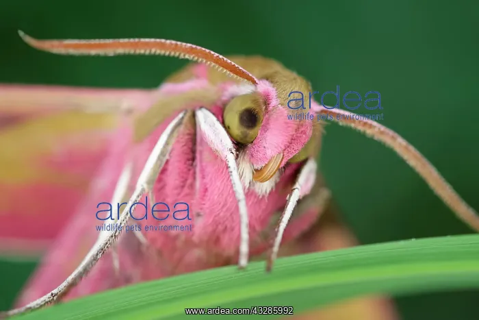 : 80199327 Elephant Hawk Moth Norfolk, UK Deilephila : 80199327 Elephant Hawk Moth Norfolk, UK Deilephila