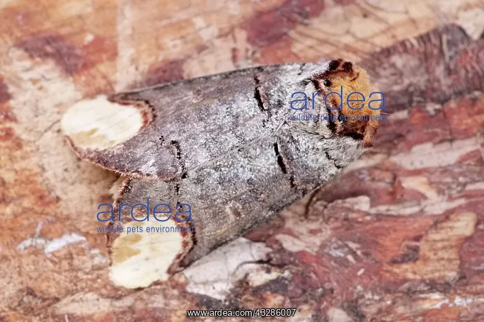 : 80199329 Buff-tip Moth Norfolk, UK Phalera bucephala : 80199329 Buff-tip Moth Norfolk, UK Phalera bucephala