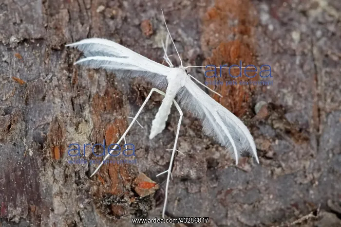 : 80199330 White Plume Moth Norfolk, UK Pterophorus : 80199330 White Plume Moth Norfolk, UK Pterophorus