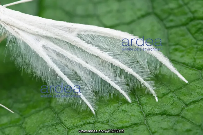 : 80199331 White Plume Moth - wing structure Norfolk : 80199331 White Plume Moth - wing structure Norfolk