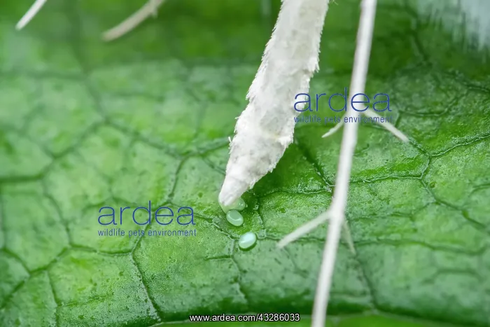 : 80199332 White Plume Moth - egg laying Norfolk : 80199332 White Plume Moth - egg laying Norfolk
