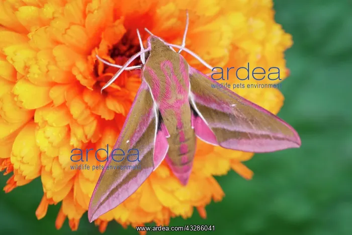 : 80199333 Elephant Hawk Moth - on Calendula flower : 80199333 Elephant Hawk Moth - on Calendula flower