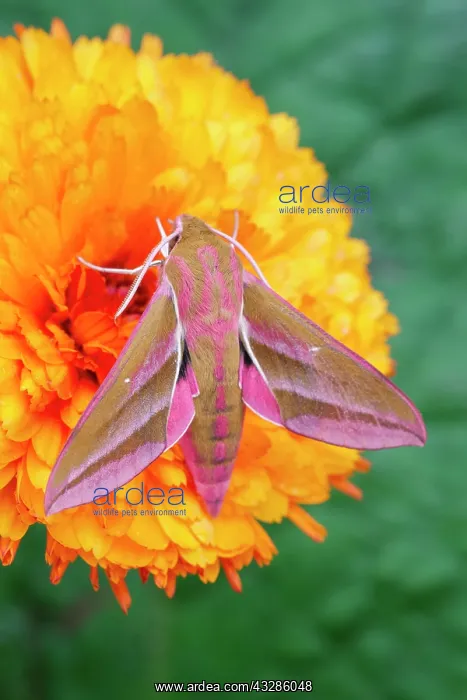 : 80199334 Elephant Hawk Moth - on Calendula flower : 80199334 Elephant Hawk Moth - on Calendula flower