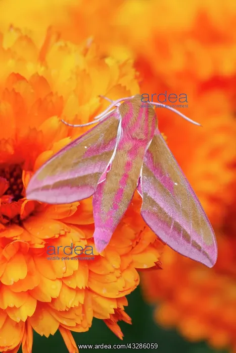 : 80199335 Elephant Hawk Moth - on Calendula flower : 80199335 Elephant Hawk Moth - on Calendula flower