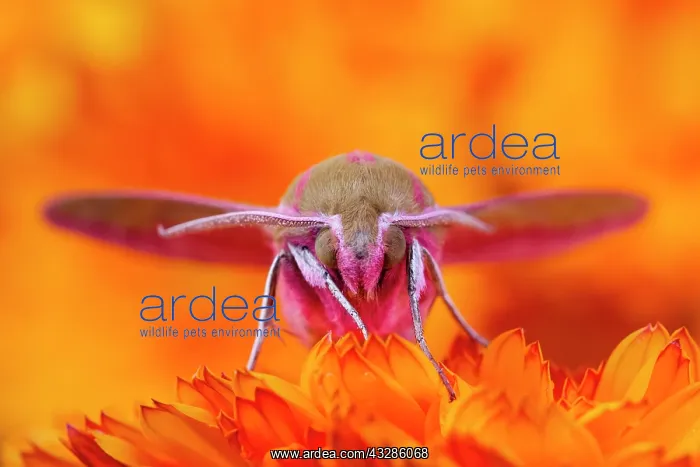 : 80199336 Elephant Hawk Moth - on Calendula flower : 80199336 Elephant Hawk Moth - on Calendula flower