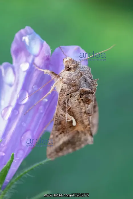  : 80199337 Silver Y Moth - resting on Echium flowers