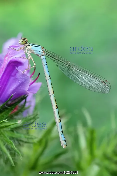 : 80199338 Common Blue Damselfly - female Norfolk : 80199338 Common Blue Damselfly - female Norfolk