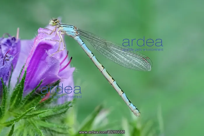 : 80199339 Common Blue Damselfly - female Norfolk : 80199339 Common Blue Damselfly - female Norfolk