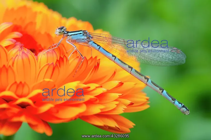 : 80199340 Common Blue Damselfly - female on Calendula : 80199340 Common Blue Damselfly - female on Calendula