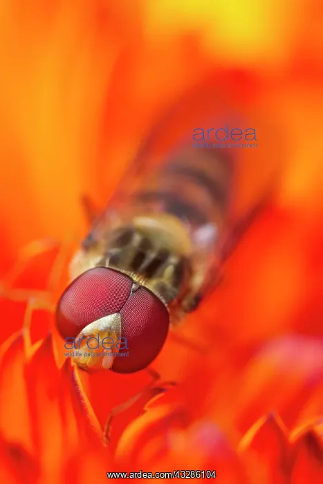 : 80199341 Hoverfly - on Calendula flower Norfolk : 80199341 Hoverfly - on Calendula flower Norfolk