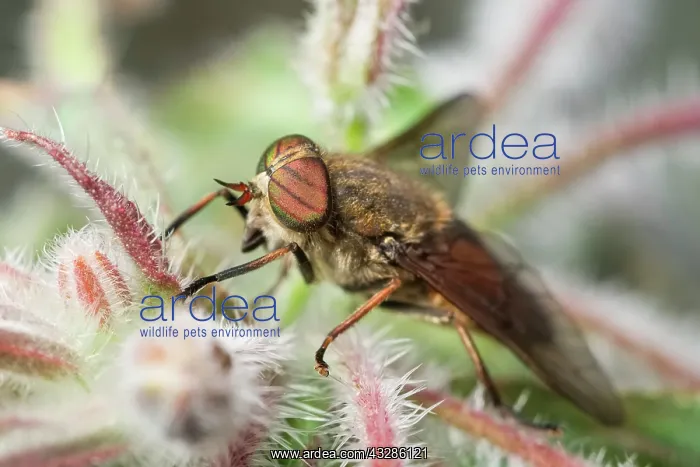 : 80199343 Hairy Legged Horsefly - banded eyes Norfolk : 80199343 Hairy Legged Horsefly - banded eyes Norfolk