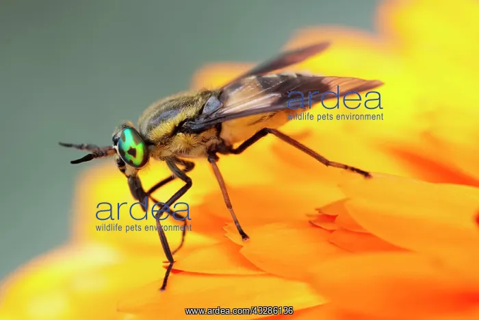 : 80199345 Twin-lobed Deerfly Norfolk, UK Chrysops : 80199345 Twin-lobed Deerfly Norfolk, UK Chrysops