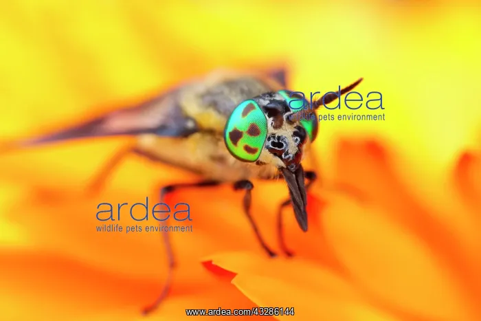 : 80199346 Twin-lobed Deerfly Norfolk, UK Chrysops : 80199346 Twin-lobed Deerfly Norfolk, UK Chrysops