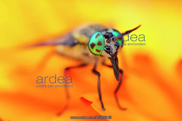 : 80199347 Twin-lobed Deerfly Norfolk, UK Chrysops : 80199347 Twin-lobed Deerfly Norfolk, UK Chrysops
