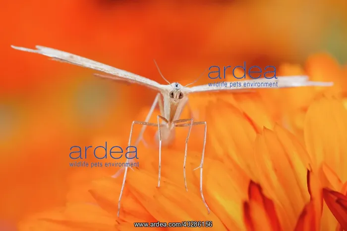 : 80199348 White Plume Moth - on Calendula flower : 80199348 White Plume Moth - on Calendula flower