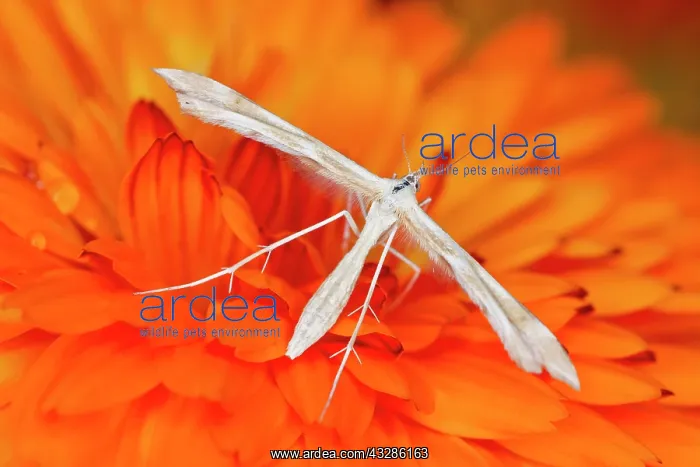 : 80199349 White Plume Moth - on Calendula flower : 80199349 White Plume Moth - on Calendula flower