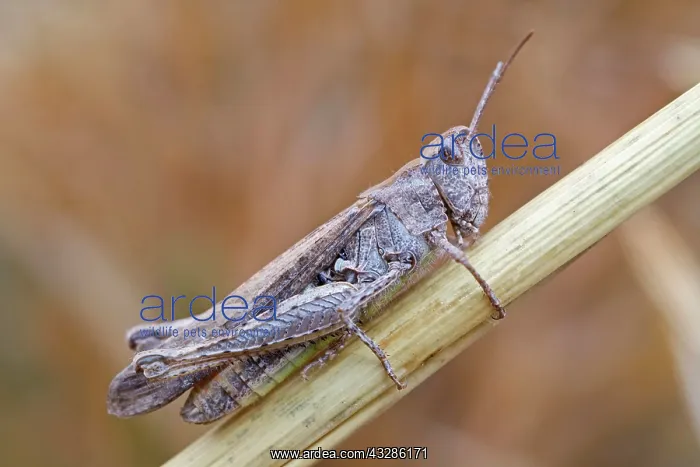 : 80199350 Field Grasshopper Norfolk, UK Chorthippus : 80199350 Field Grasshopper Norfolk, UK Chorthippus