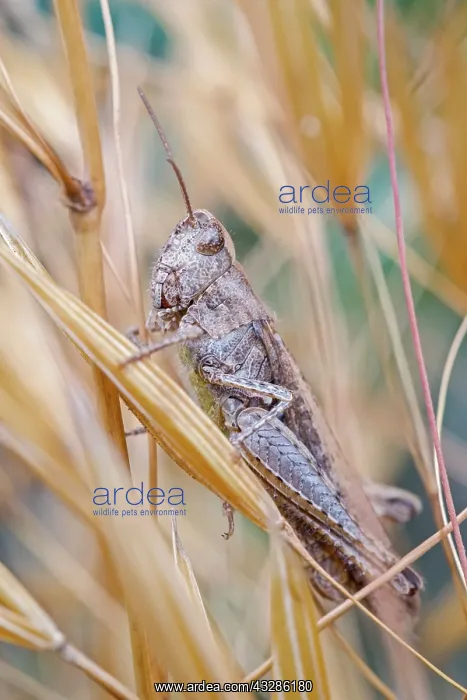 : 80199351 Field Grasshopper Norfolk, UK Chorthippus : 80199351 Field Grasshopper Norfolk, UK Chorthippus