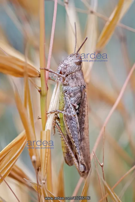 : 80199352 Field Grasshopper Norfolk, UK Chorthippus : 80199352 Field Grasshopper Norfolk, UK Chorthippus