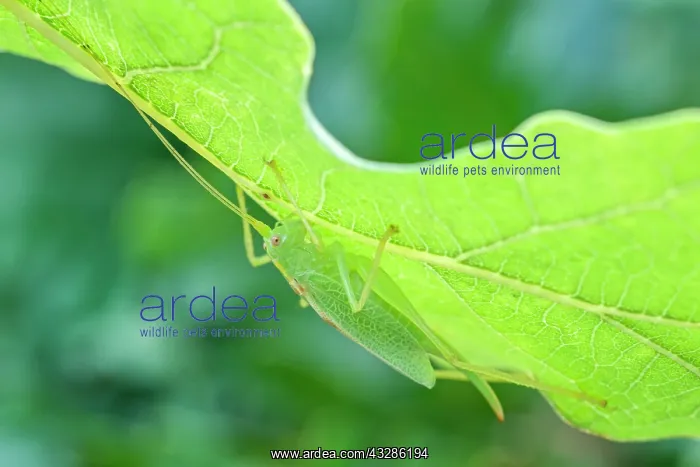 : 80199353 Oak Bush-cricket - camouflage on Oak leaf : 80199353 Oak Bush-cricket - camouflage on Oak leaf