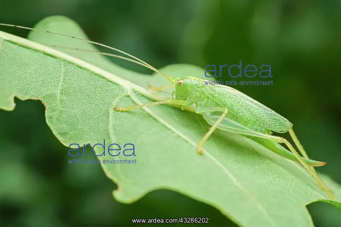 : 80199354 Oak Bush-cricket - camouflage on Oak leaf : 80199354 Oak Bush-cricket - camouflage on Oak leaf