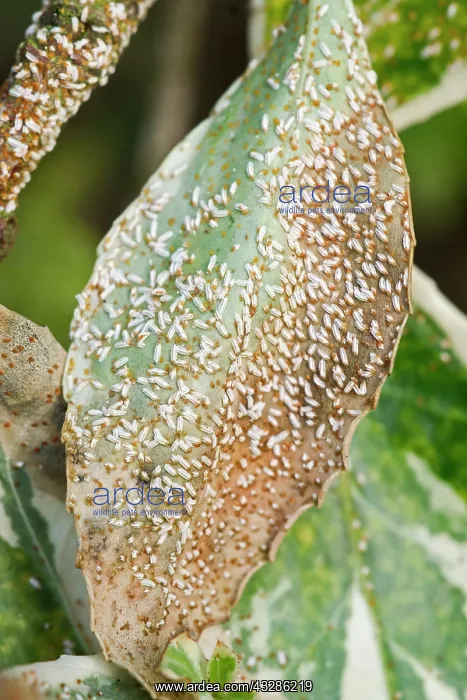 : 80199356 Euonymus Scale - males Norfolk, UK Unaspis : 80199356 Euonymus Scale - males Norfolk, UK Unaspis
