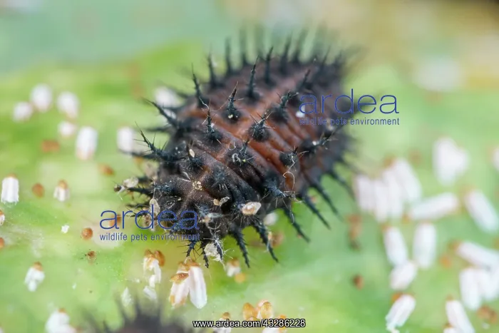 : 80199357 Kidney-spot Ladybird - larva feeding on : 80199357 Kidney-spot Ladybird - larva feeding on