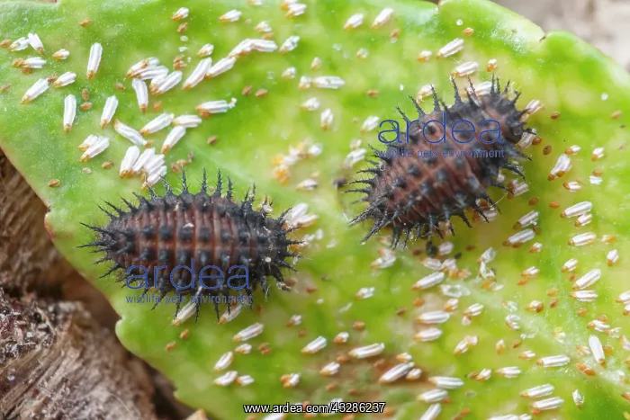 : 80199358 Kidney-spot Ladybird - larva feeding on : 80199358 Kidney-spot Ladybird - larva feeding on