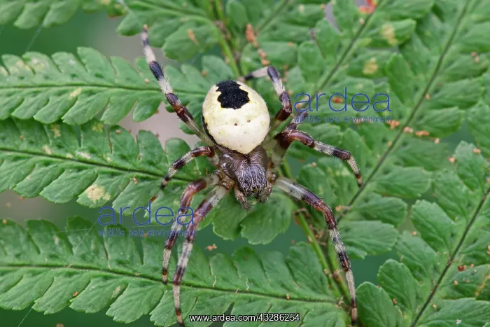 : 80199360 Marbled Orb-weaver Spider Norfolk, UK Araneus : 80199360 Marbled Orb-weaver Spider Norfolk, UK Araneus