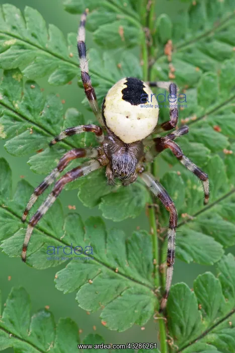 : 80199361 Marbled Orb-weaver Spider Norfolk, UK Araneus : 80199361 Marbled Orb-weaver Spider Norfolk, UK Araneus
