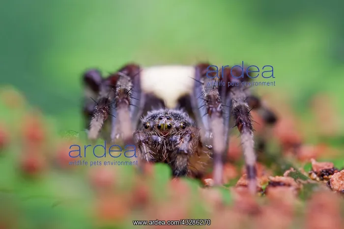 : 80199362 Marbled Orb-weaver Spider Norfolk, UK Araneus : 80199362 Marbled Orb-weaver Spider Norfolk, UK Araneus