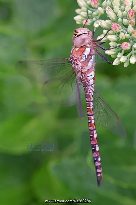 : 80199364 Migrant Hawker - immature male Norfolk : 80199364 Migrant Hawker - immature male Norfolk