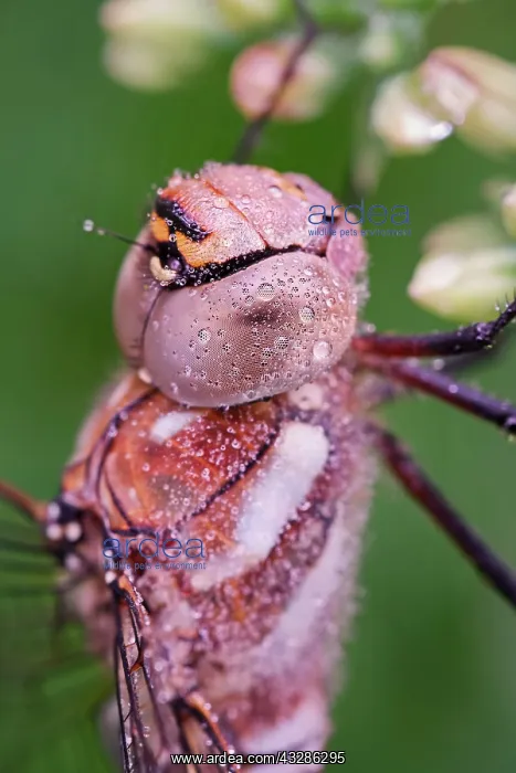: 80199365 Migrant Hawker - immature male with dew : 80199365 Migrant Hawker - immature male with dew