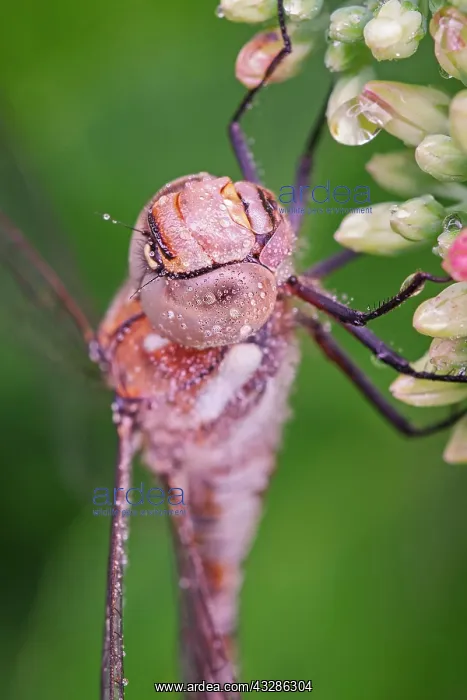 : 80199366 Migrant Hawker - immature male with dew : 80199366 Migrant Hawker - immature male with dew