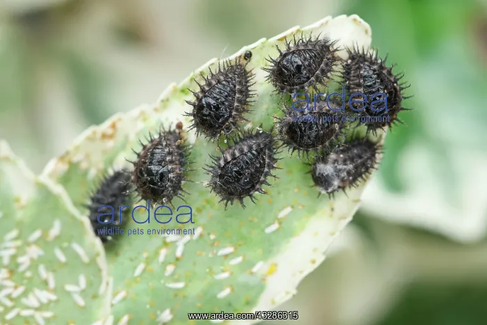 : 80199367 Kidney-spot Ladybird - empty larval cases : 80199367 Kidney-spot Ladybird - empty larval cases