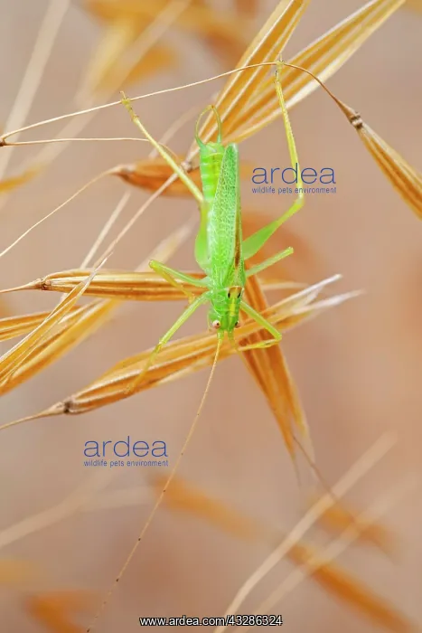 : 80199368 Oak Bush-cricket Norfolk, UK Meconema thalassinum : 80199368 Oak Bush-cricket Norfolk, UK Meconema thalassinum
