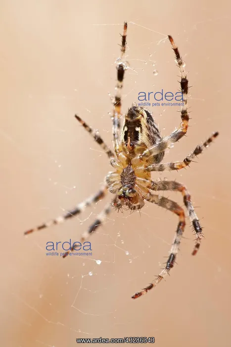 : 80199370 Garden Spider - female on web Norfolk : 80199370 Garden Spider - female on web Norfolk