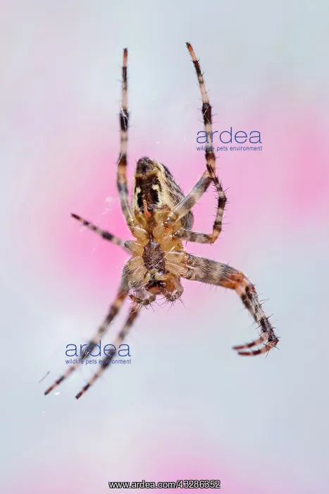 : 80199371 Garden Spider - female on web Norfolk : 80199371 Garden Spider - female on web Norfolk