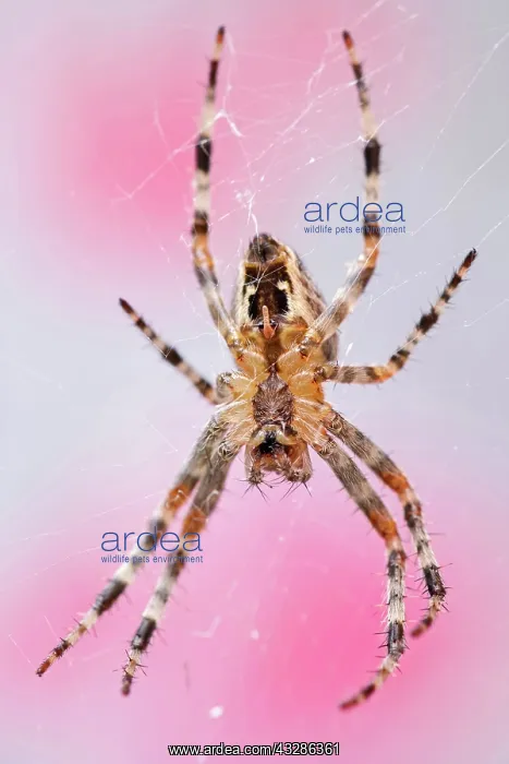 : 80199372 Garden Spider - female on web Norfolk : 80199372 Garden Spider - female on web Norfolk