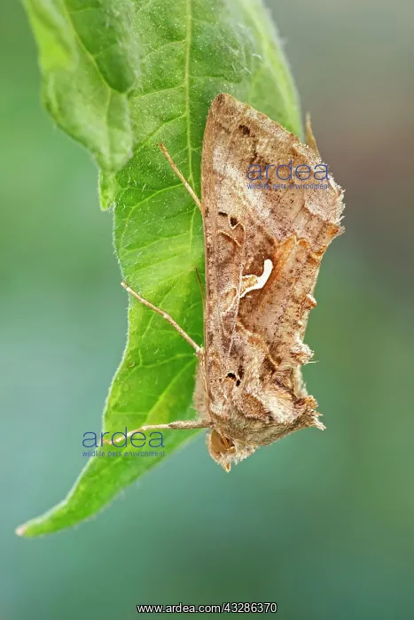: 80199373 Silver Y Moth - resting on Echium flowers : 80199373 Silver Y Moth - resting on Echium flowers