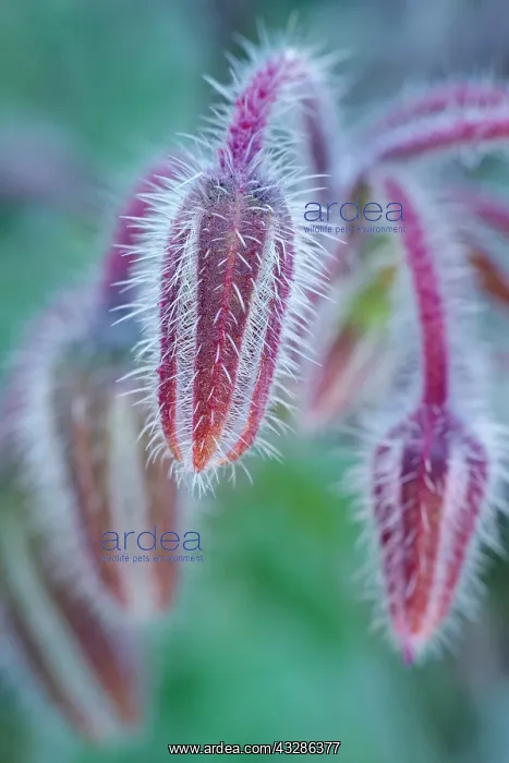 : 80199374 Borage - hairy buds Norfolk, UK Borago : 80199374 Borage - hairy buds Norfolk, UK Borago
