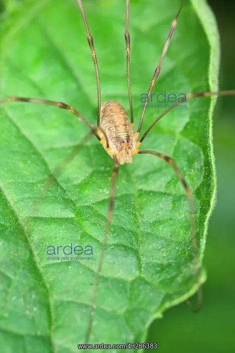 : 80199375 Harvestman - on leaf Norfolk, UK Phalangium : 80199375 Harvestman - on leaf Norfolk, UK Phalangium